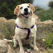 Load image into Gallery viewer, Bailey&#39;s CBD Oil For Dogs | 300MG 30ML Standard Size Bottle - Shire Leaf

